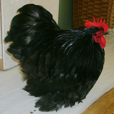 Pekin zwarte man