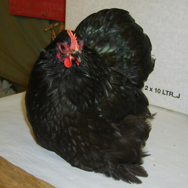 Pekin zwarte kip