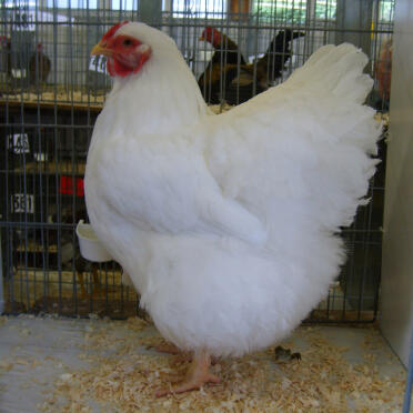 Witte wyandotte