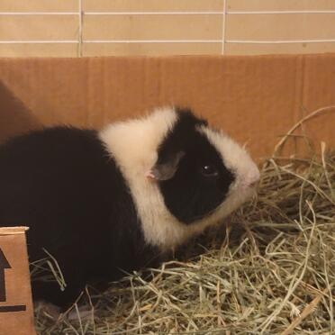 Angus, 4 maanden oude reu rex