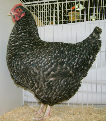 Marans kip