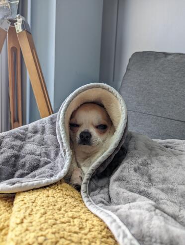Zijn comfort deken. 