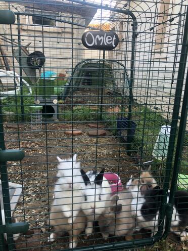 Buitenverblijf voor de konijnenstam 🐰