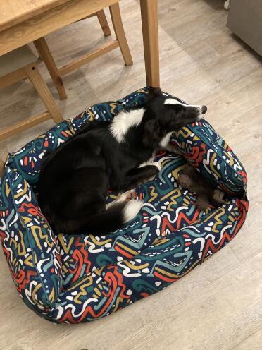 Een border collie in zijn knusse nest