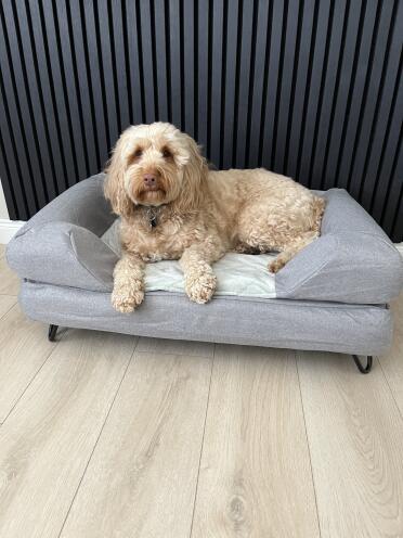 Houdt van zijn nieuwe bed! 