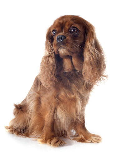 Een jonge cavalier king charles spaniel die aandachtig zit