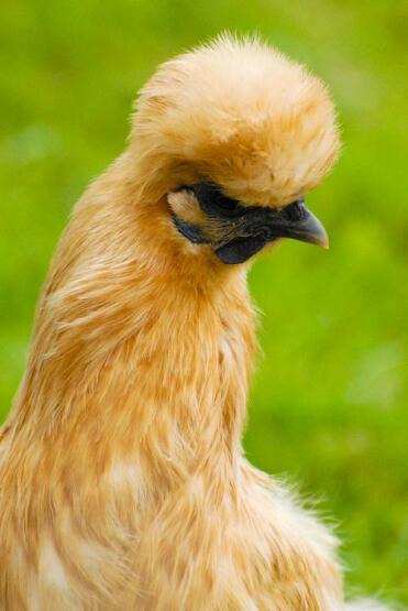 Buff Silkie jonge kip