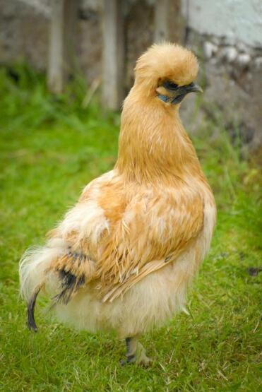 Buff Silkie jonge kip