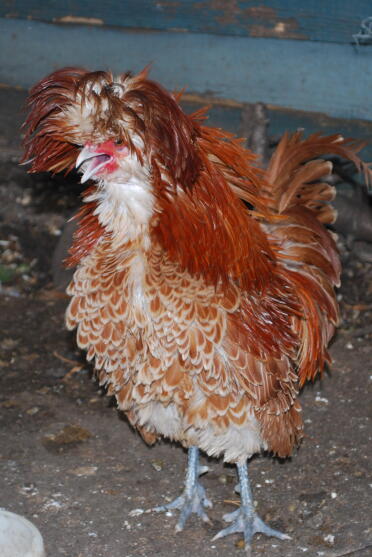 Frizzle Gemzen Polen haan