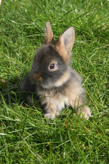Schattig pluizig konijn zittend op gras