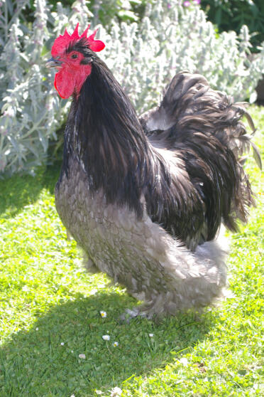 Blauwe orpington kip poseert in de tuin