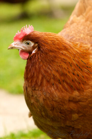 Kippen zijn prachtige huisdieren voor uw tuin.