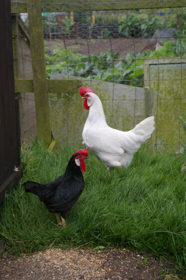 2 leghorn vrouwtjes staan op gras in hun ren