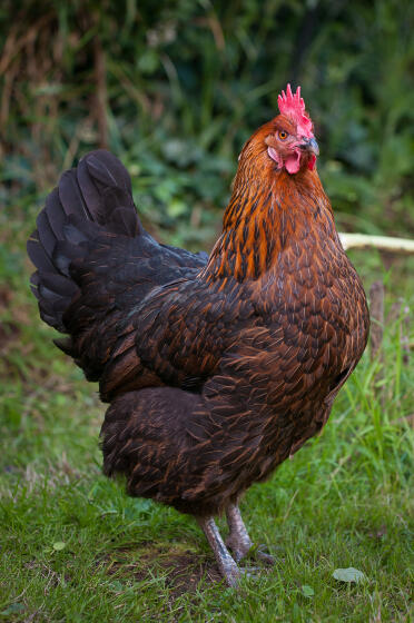 Anja - 8 jaar en een trotse vogel!