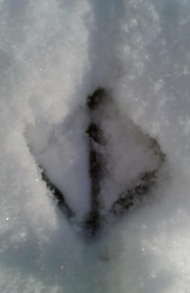 Een voetafdruk van een kip in de Snow
