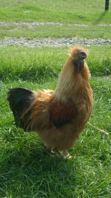 Meneer Bean