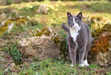 Kat in de tuin