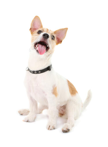 Een speelse kleine jack russell terrier klaar om wat tijd met zijn baasje door te brengen