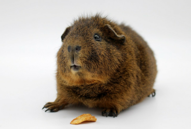 Cavia met voedsel