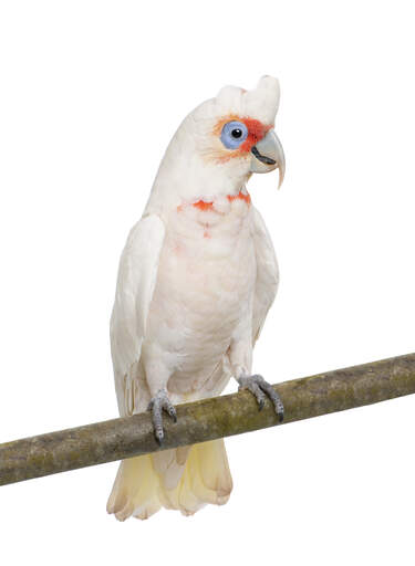 Een kleine corella die pronkt met zijn prachtige staartveren