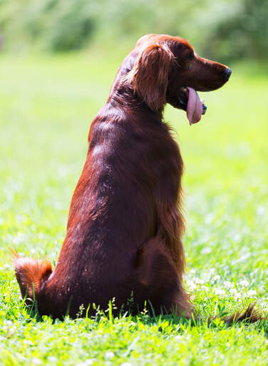 Een ierse setter met een mooie rode vacht, netjes zittend