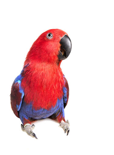 Een mooie eclectus papegaai met een grote, zwarte snavel