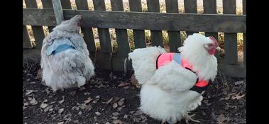 Kippen met hi-viz chicken jackets aan