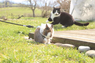 Een konijn meenemen voor een wandeling in de tuin.