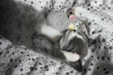 Kat die met stuk speelGoed slaapt