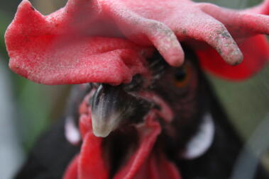 Leghorns zijn vatbaar voor bevriezing vanwege hun grote kammen