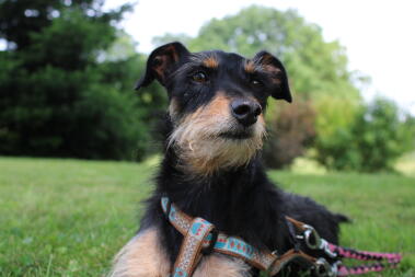 Een hond die zich ontspant in het park.