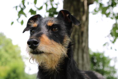 Een hond die in het park rondkijkt.