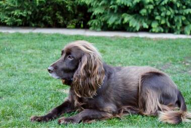 Mijn werkende cocker spaniel