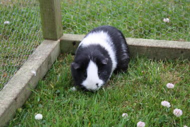 Genieten van het gras!