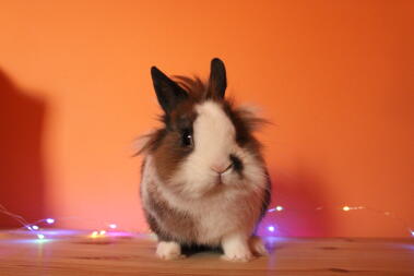 Een kleine cavia met een pluizig hoofd.