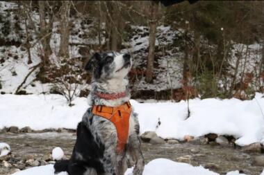 Hond met harnas in Snow