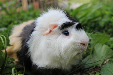 Cavia eet bladeren