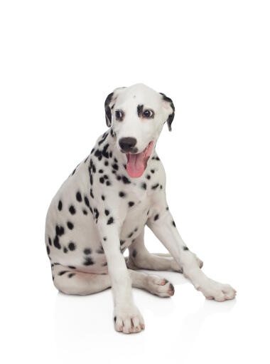 Een lieve kleine dalmatiër puppy die comfortabel zit