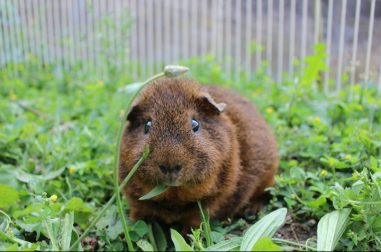 Cavia in ren