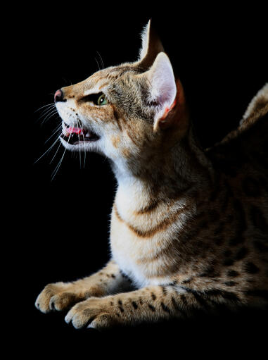 Een babbelzieke savannah kat die praat