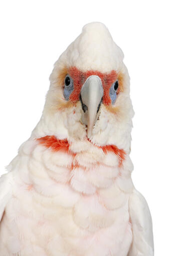 Een close up van de mooie ogen van een kleine corella