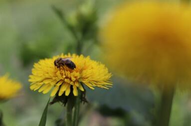 Bij op bloem