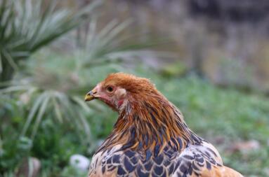 Een close up beeld van een bruine kip in een tuin