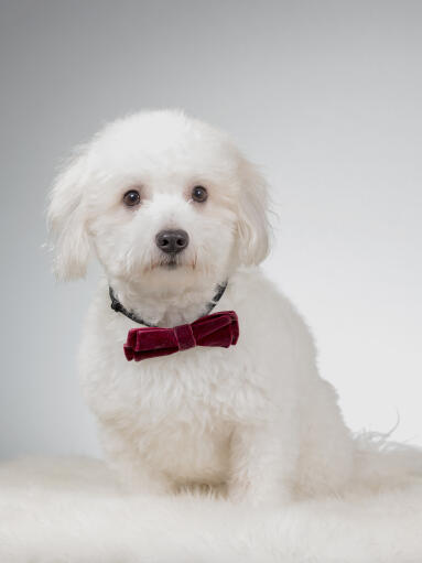 Een pluizige coton de tulear die er schattig uitziet met een strikje