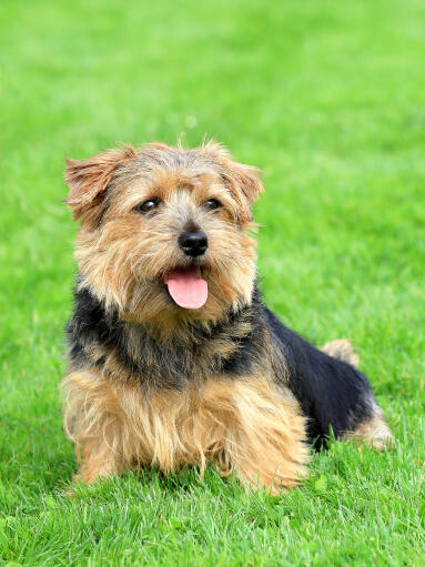 Een volwassen norfolk terrier, rustend op het gras