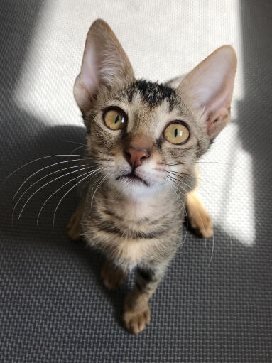 Arabische mau kat zit met grote ogen omhoog te kijken