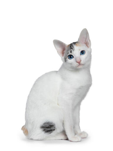 Japanse bobtail kat zittend tegen een witte achtergrond