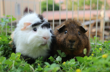 Cavia's in ren