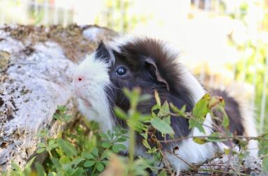 Een witte cavia met zwarte vlekken in een tuin