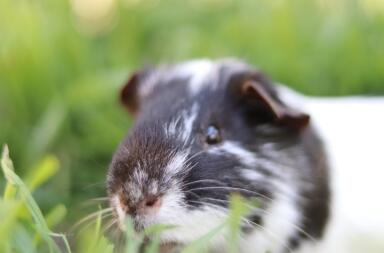 Close up van cavia